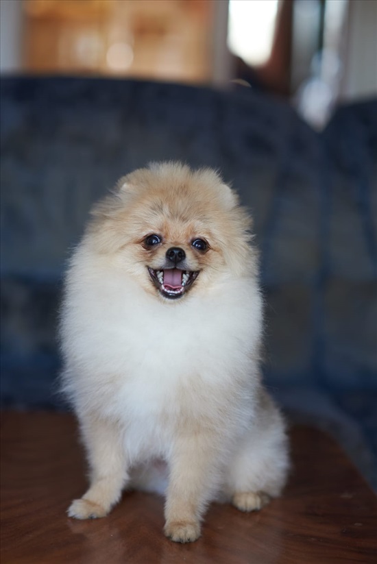 תמונה 1 ,כלבים פומרניאן   ניתן לשלם בכרטיס אשרי עד 12 תש למכירה בכרמיאל