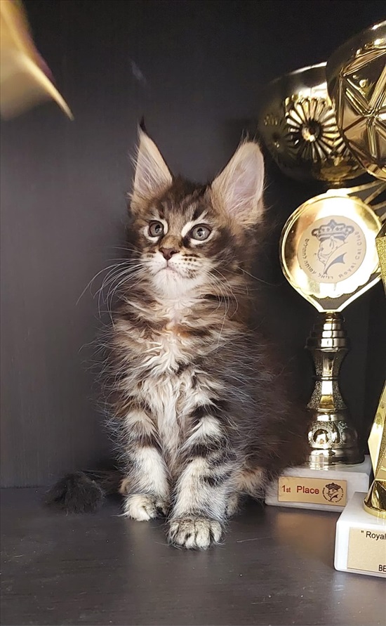 תמונה 1 ,חתולים מיין קון   נטשה למכירה באשדוד