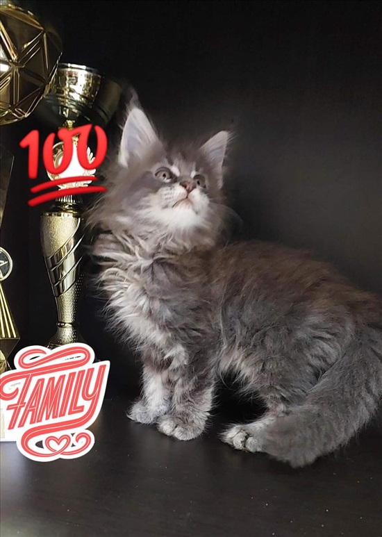 תמונה 3 ,חתולים מיין קון   נטשה למכירה באשדוד