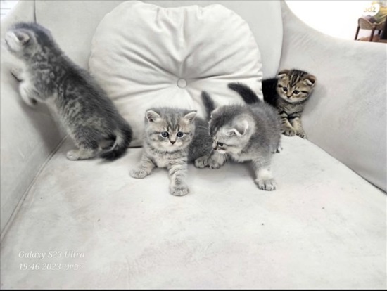 תמונה 1 ,חתולים Scotish Fold   מג למכירה במג'ד אל-כרום