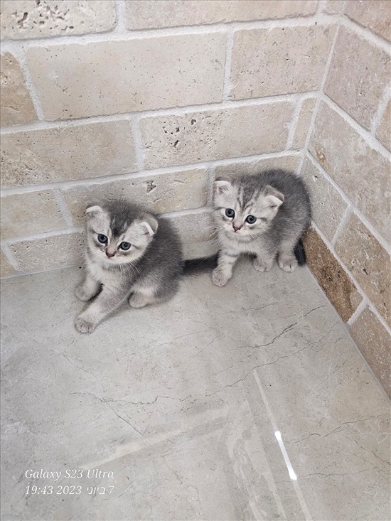 תמונה 3 ,חתולים Scotish Fold   מג למכירה במג'ד אל-כרום