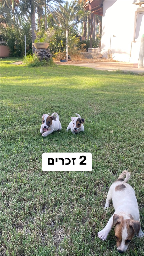 תמונה 3 ,כלבים גק ראסל טרייר   גורים ג׳ק ראסל למכירה במושב שדה עוזיהו