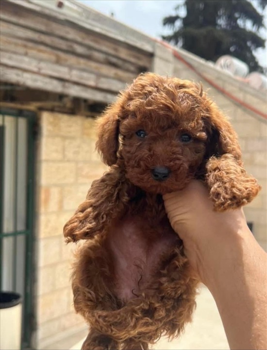 תמונה 1 ,כלבים פודל טוי   נאיה למכירה בירושלים