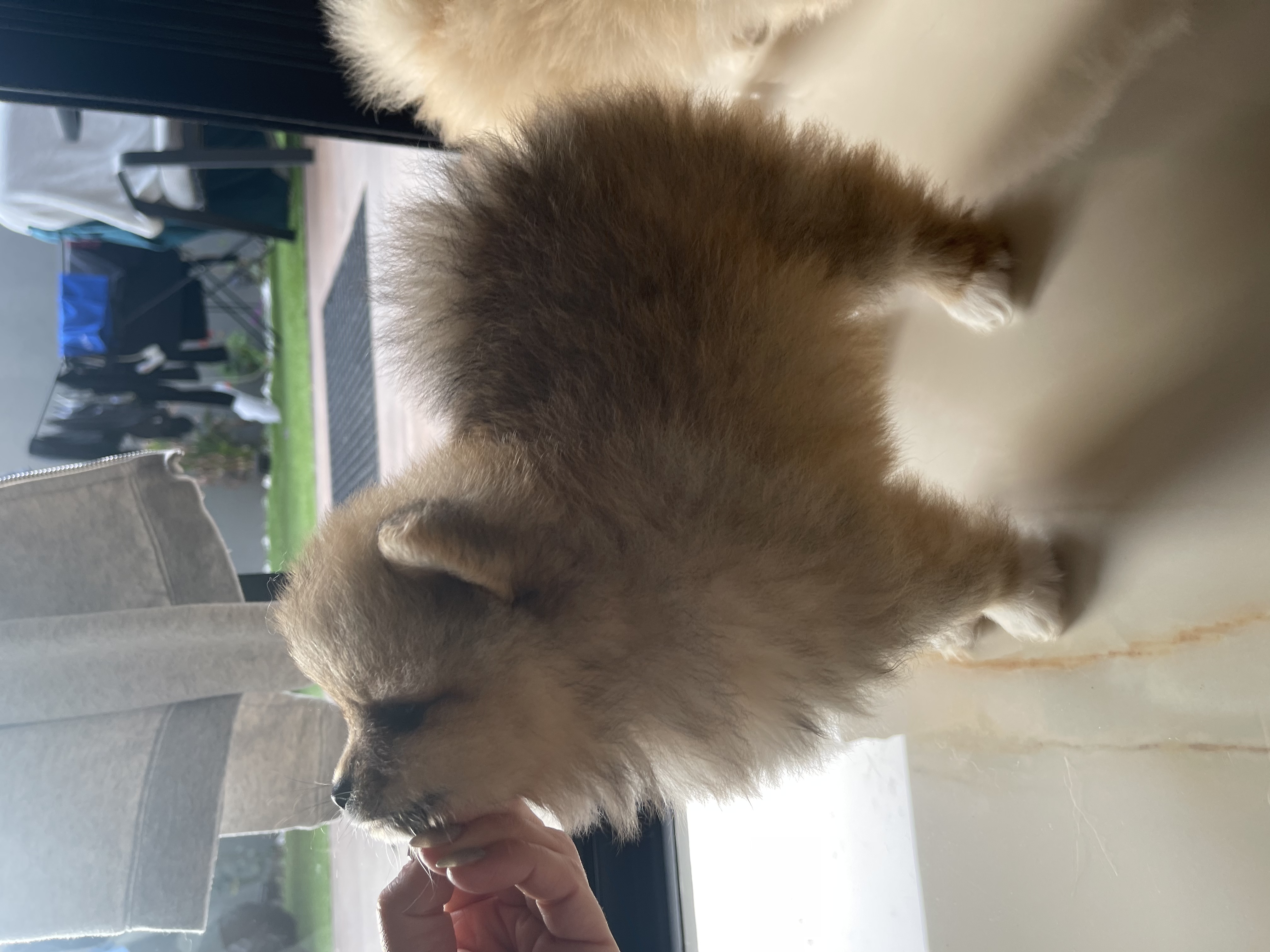 תמונה 4 ,כלבים פומרניאן   פומרניין למכירה בתל אביב