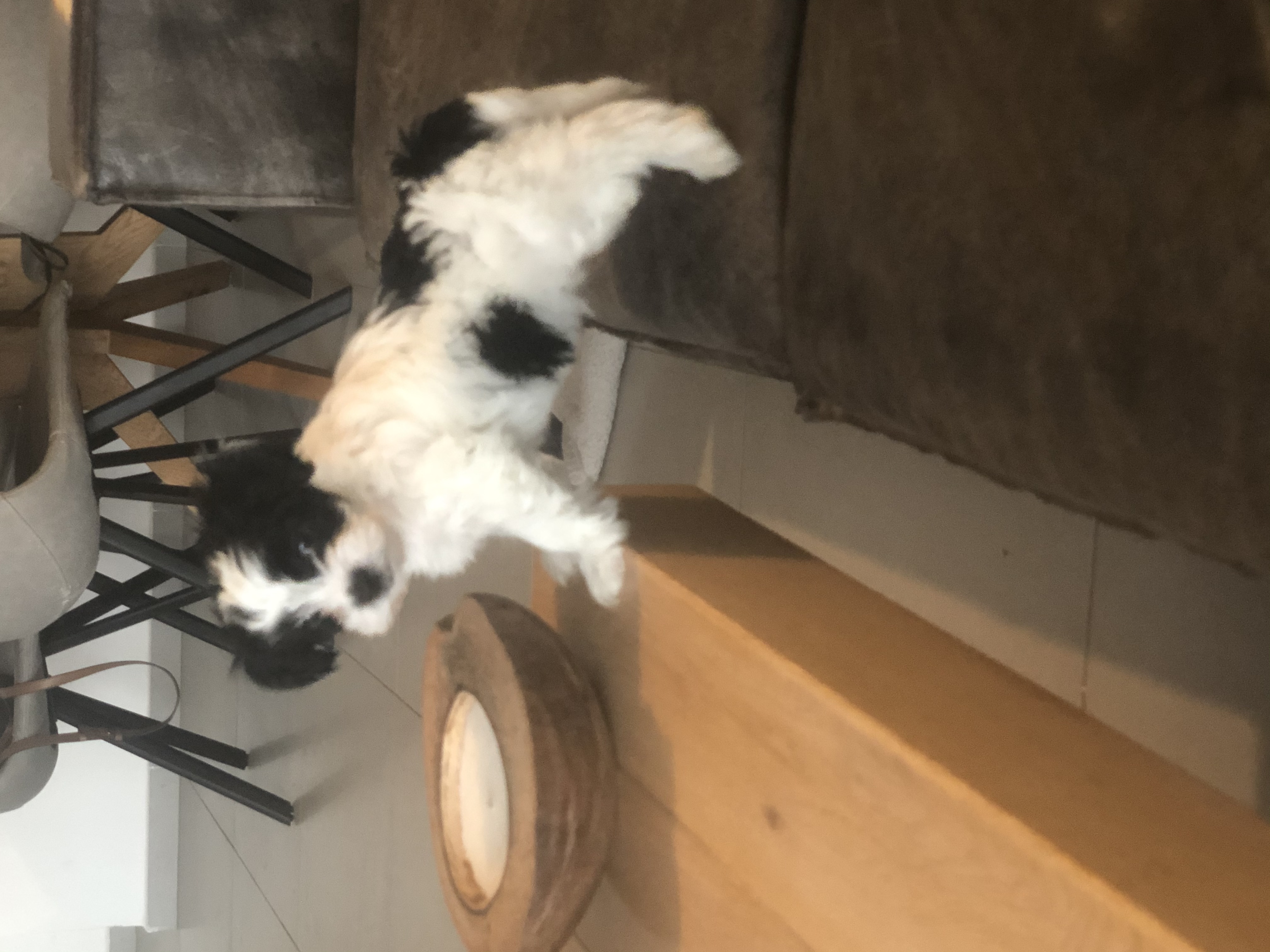 תמונה 1 ,כלבים יורקשייר טרייר   גור יוקשר בן חודשיים ושבוע  למכירה בחולון