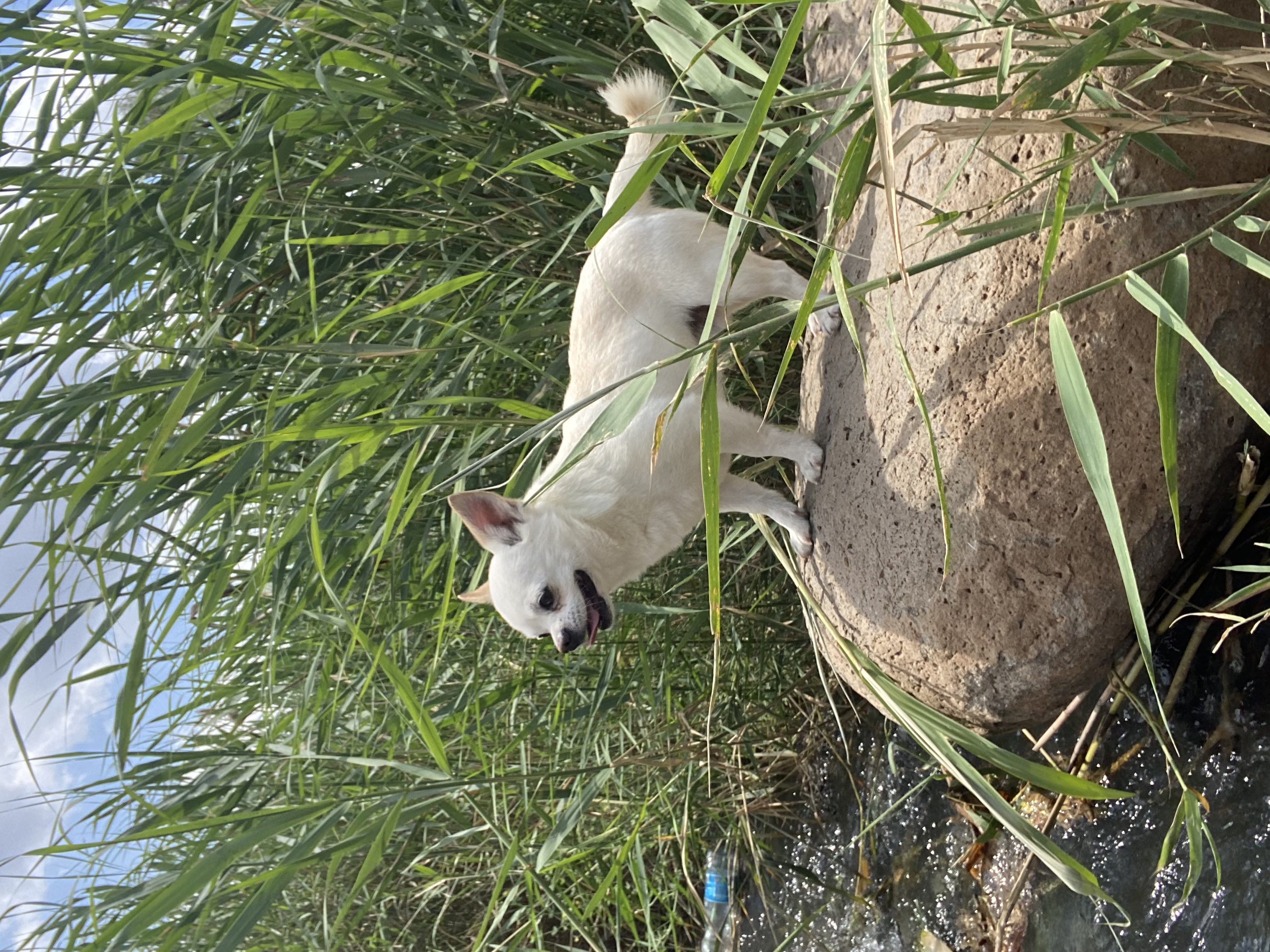 תמונה 1 ,כלבים צ`יוואווה   בוס  לשידוך בטבריה 