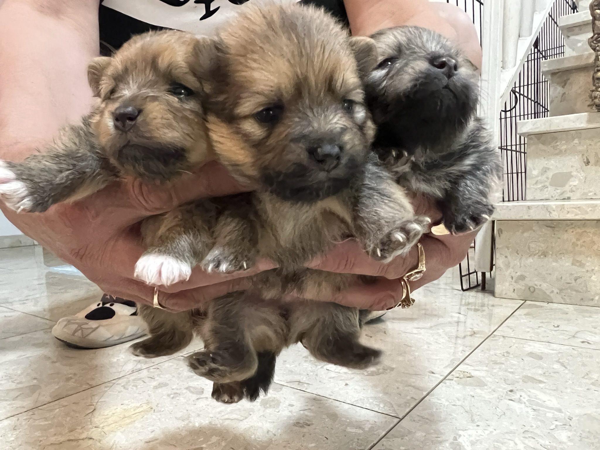 תמונה 1 ,כלבים פומרניאן   * למכירה בקרית מוצקין