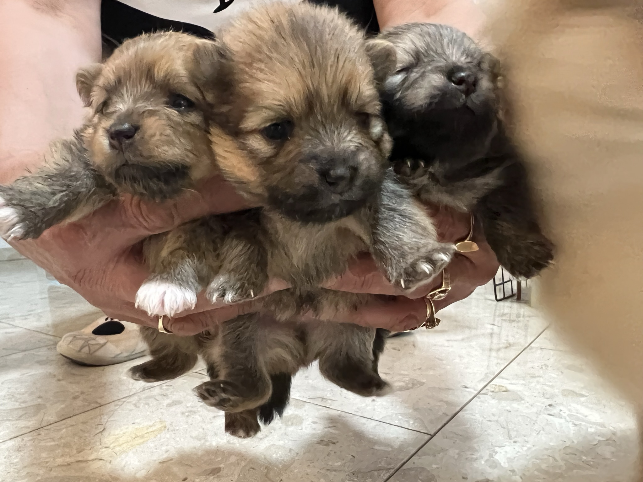 תמונה 4 ,כלבים פומרניאן   * למכירה בקרית מוצקין
