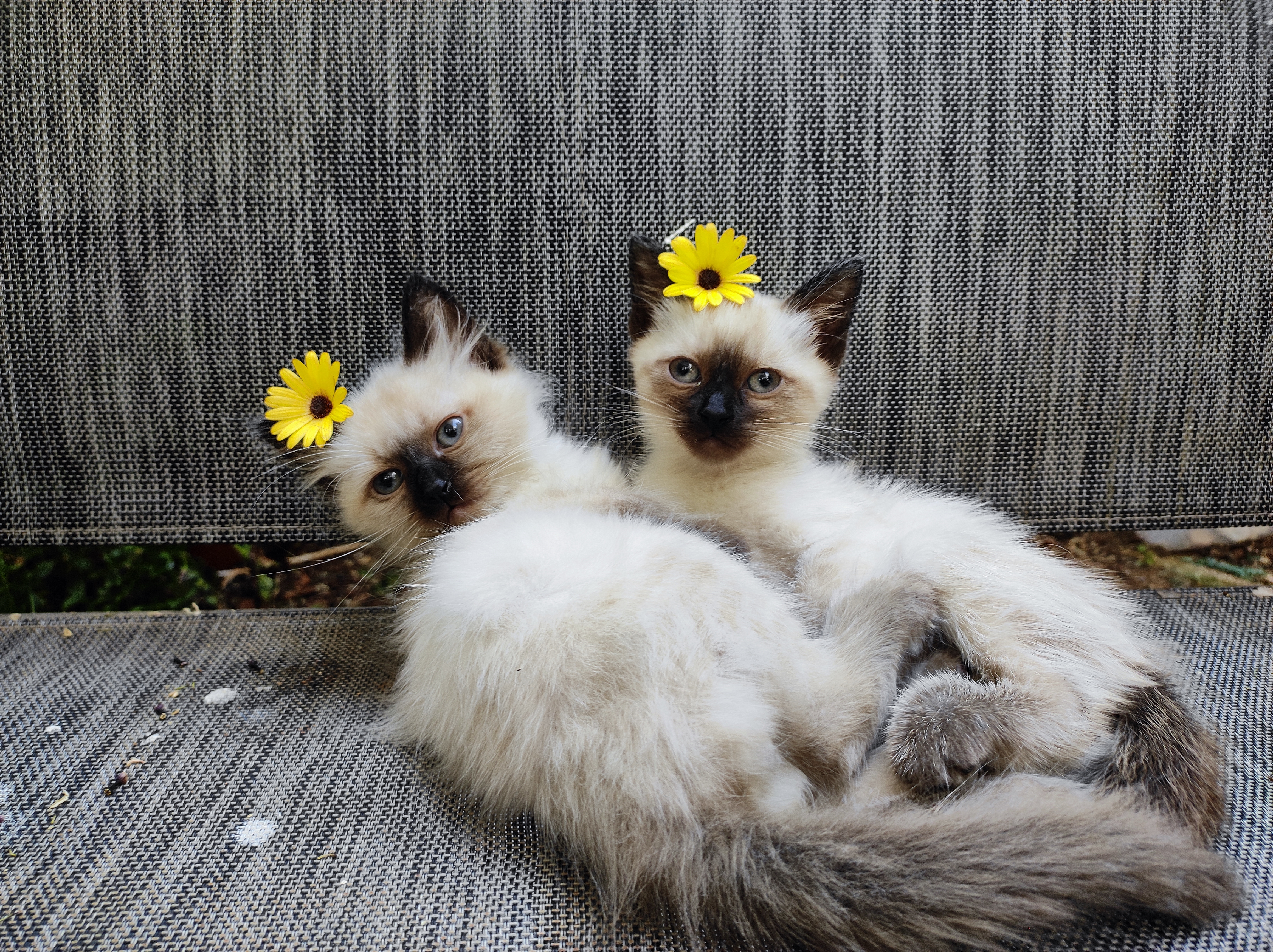 תמונה 2 ,חתולים סיאמי   סיאמי למכירה ברמת גן
