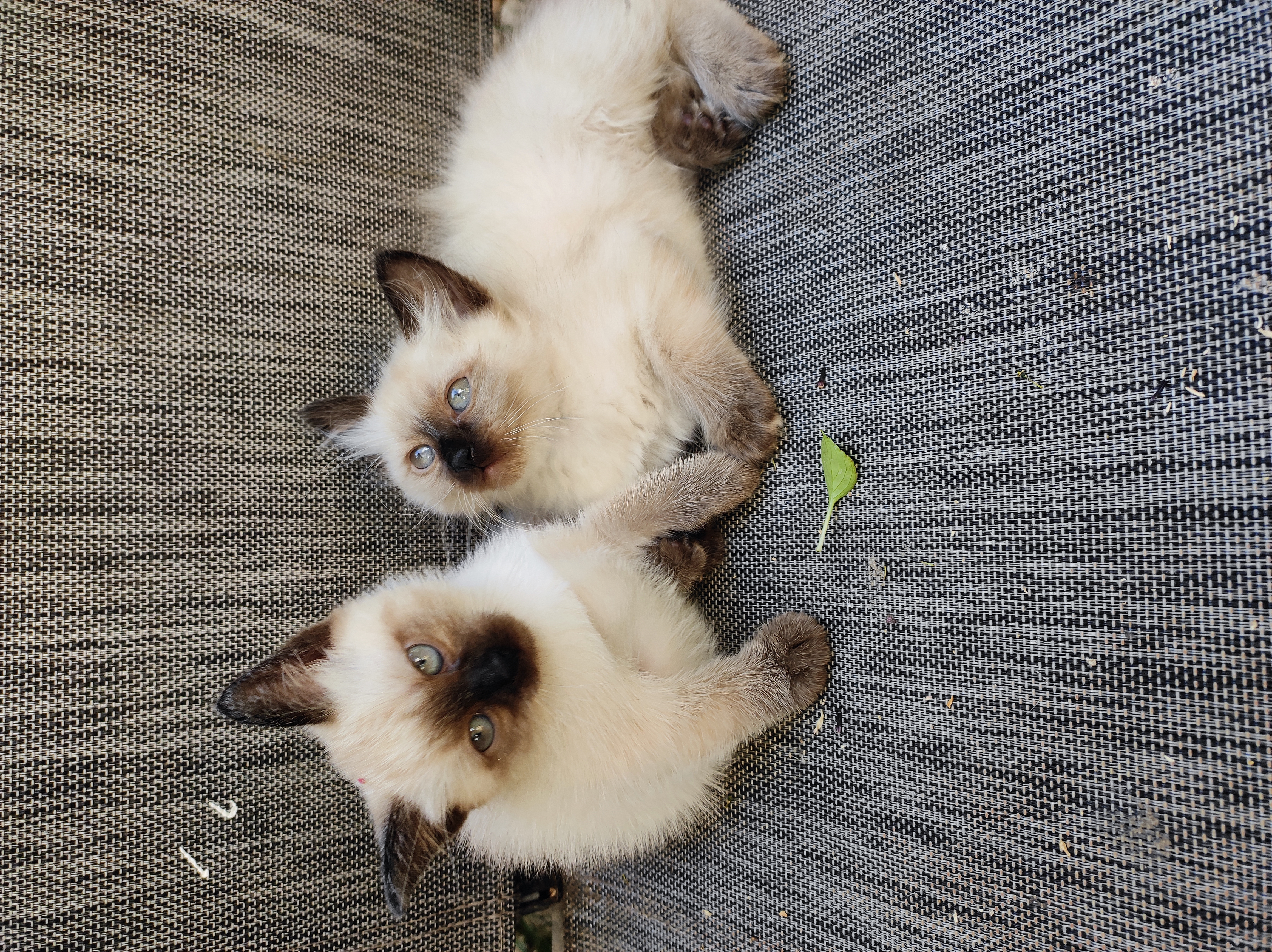 תמונה 5 ,חתולים סיאמי   סיאמי למכירה ברמת גן