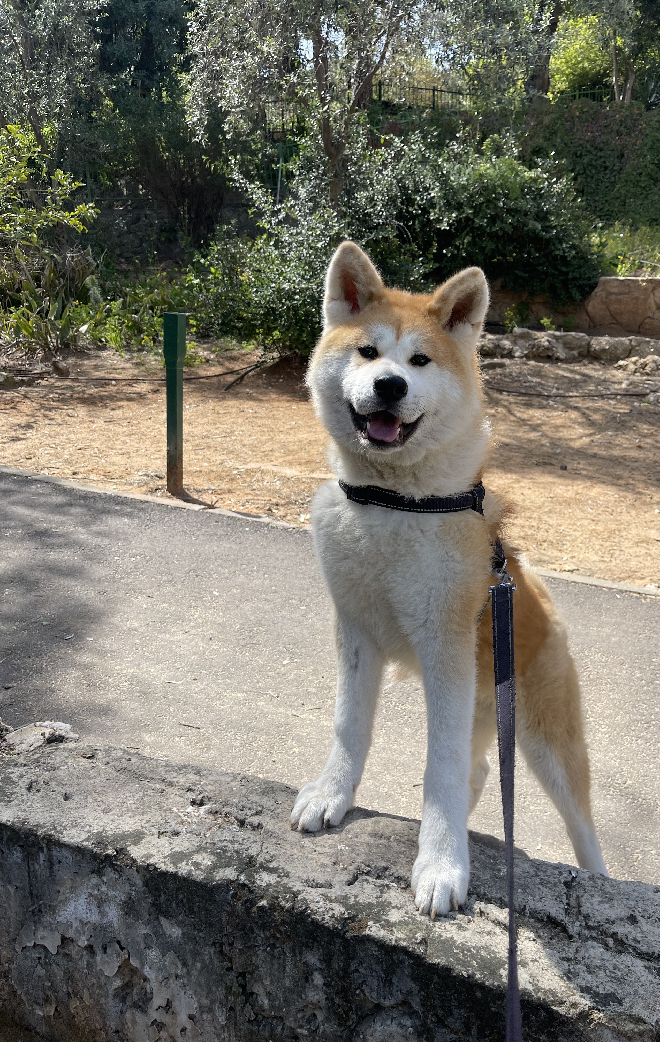 תמונה 2 ,כלבים אקיטה יפני   ריו✨ לשידוך ברמת גן 