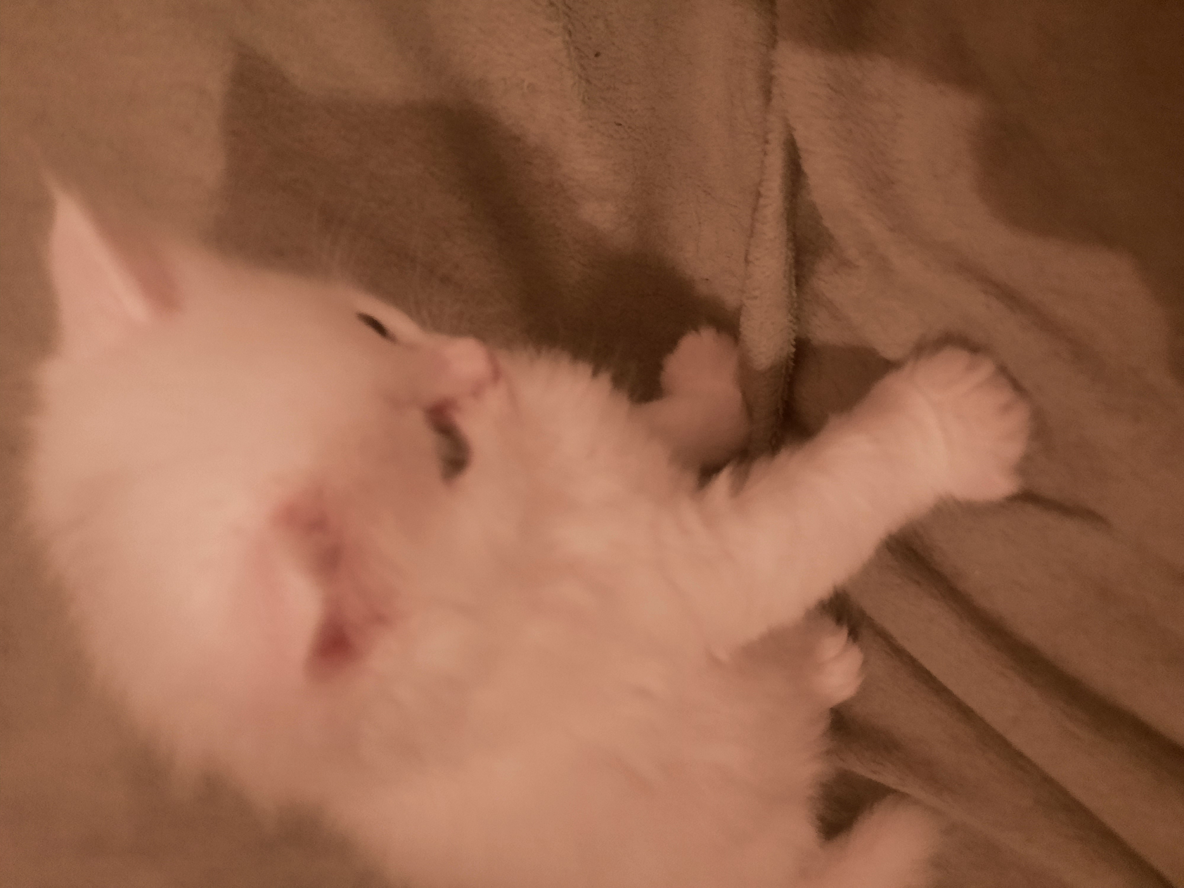 תמונה 2 ,חתולים אנגורה   בלינזי,נולדו ב5.04.22 למכירה בחדרה