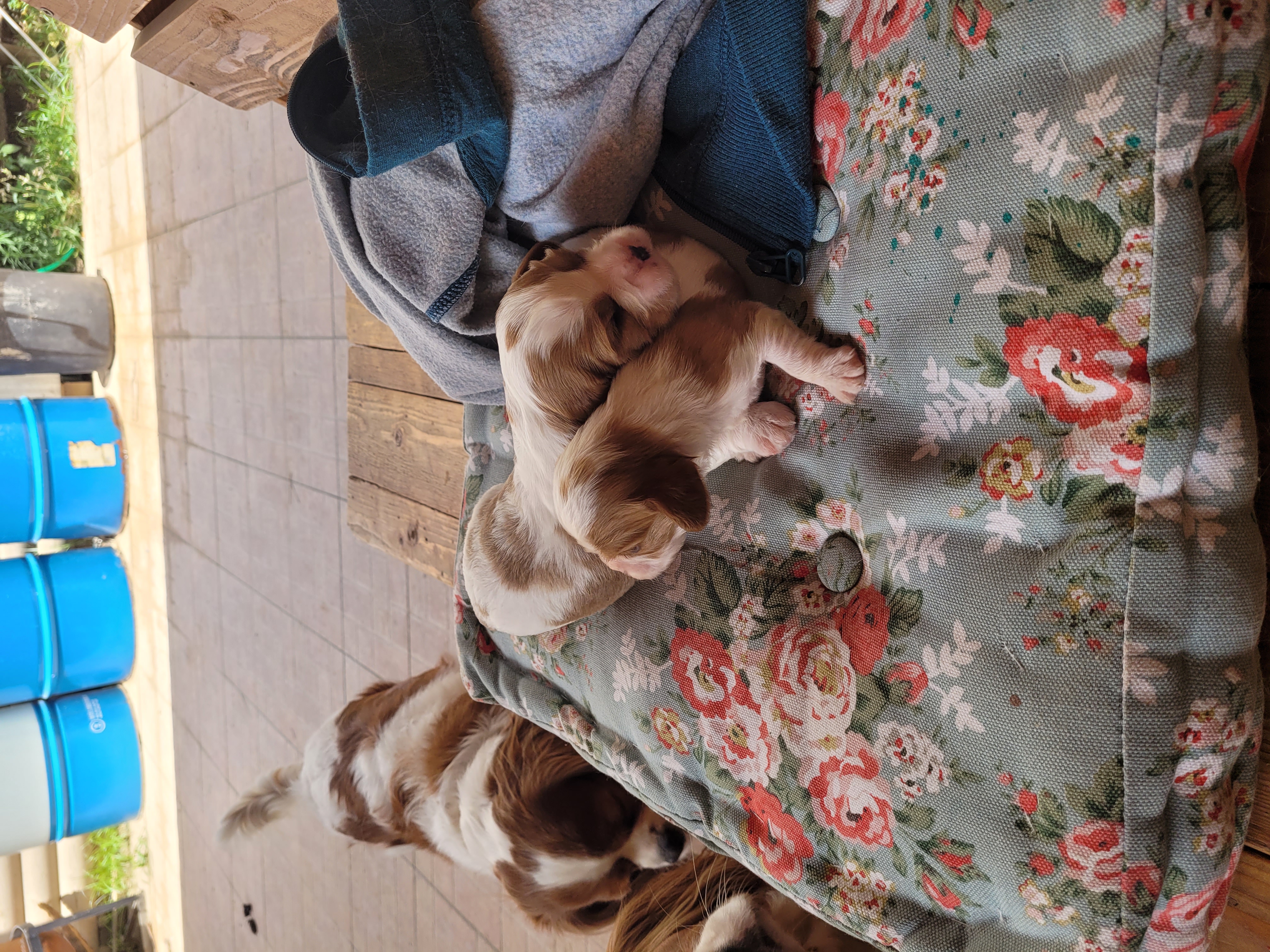 תמונה 1 ,כלבים קבליר קינג צארלס ספנייל   קינג צ'ארלס למכירה בקרית מלאכי