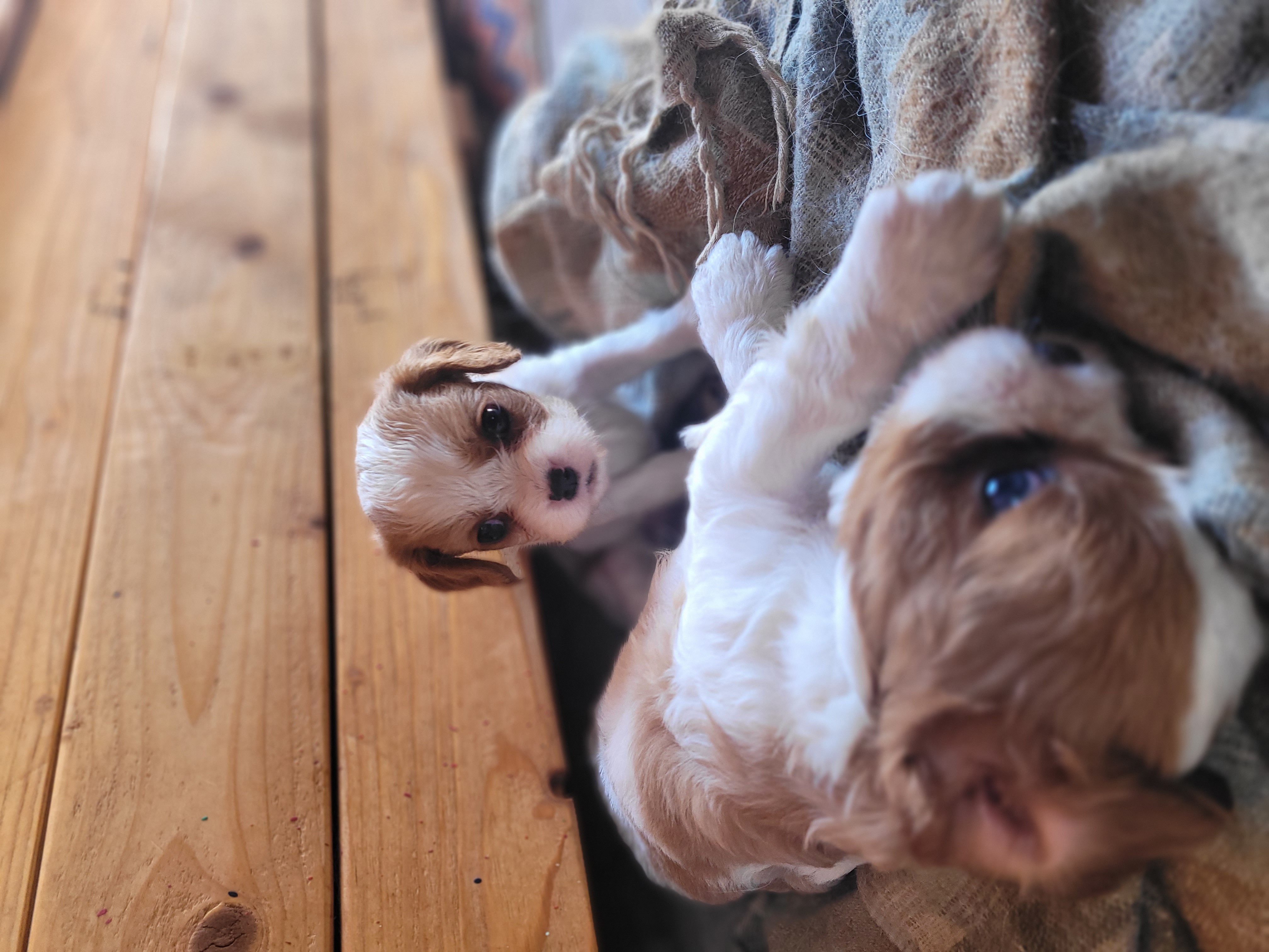 תמונה 4 ,כלבים קבליר קינג צארלס ספנייל   קינג צ'ארלס למכירה בקרית מלאכי