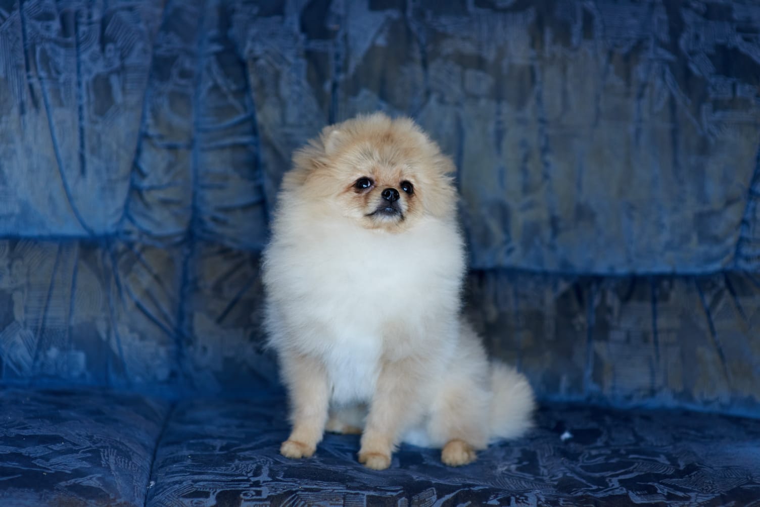 תמונה 3 ,כלבים פומרניאן   ניתן לשלם בכרטיס אשרי עד 12 תש למכירה בכרמיאל
