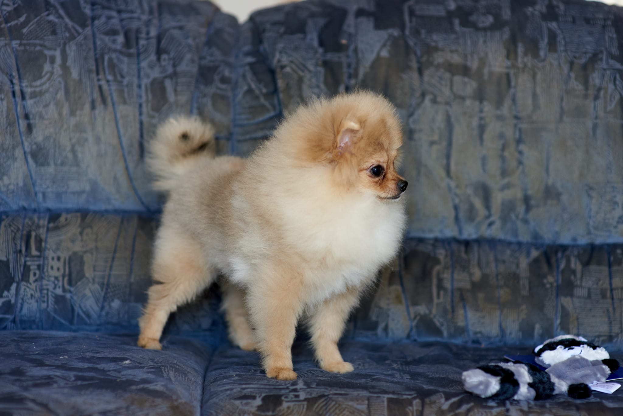 תמונה 5 ,כלבים פומרניאן   ניתן לשלם בכרטיס אשרי עד 12 תש למכירה בכרמיאל