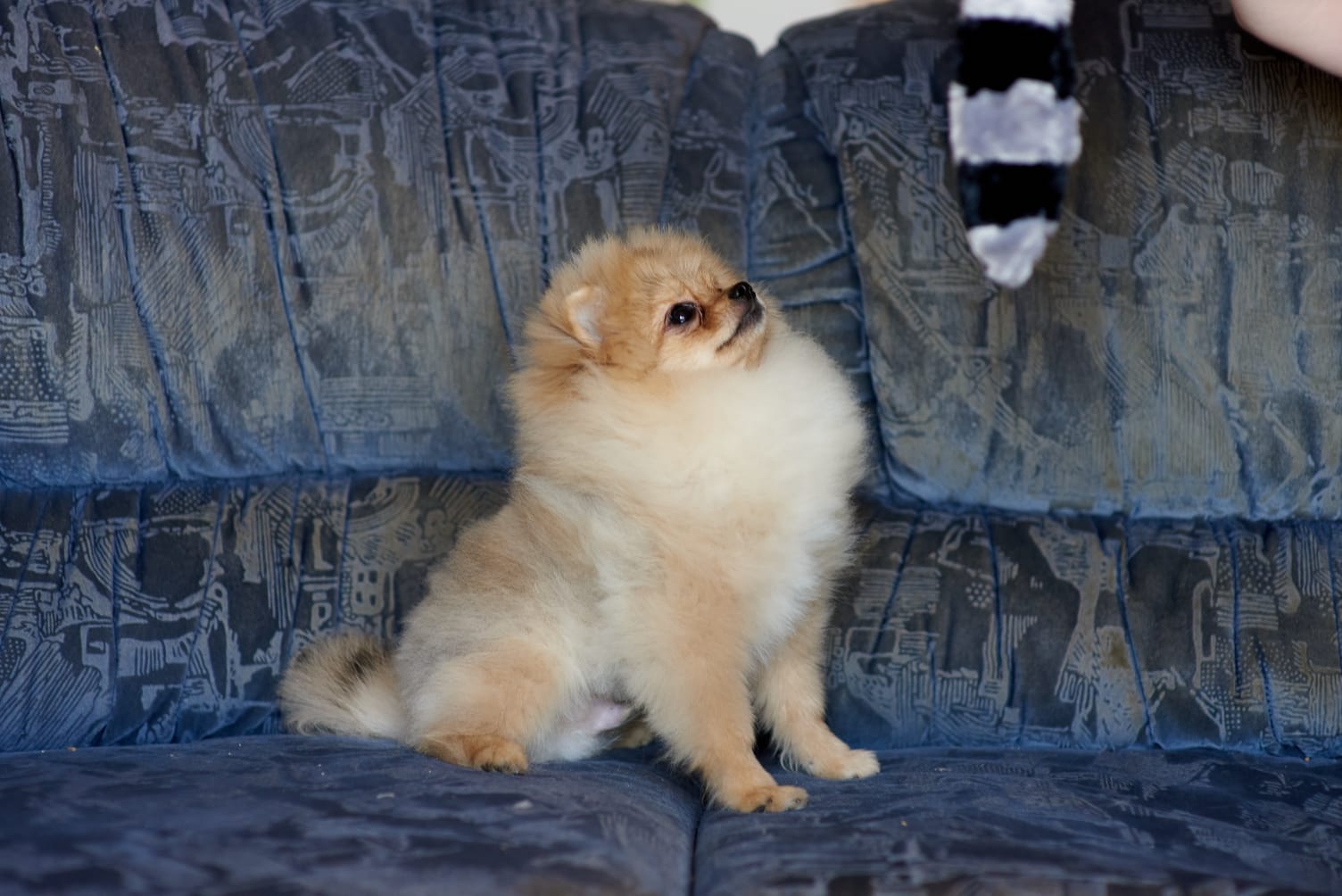 תמונה 7 ,כלבים פומרניאן   ניתן לשלם בכרטיס אשרי עד 12 תש למכירה בכרמיאל