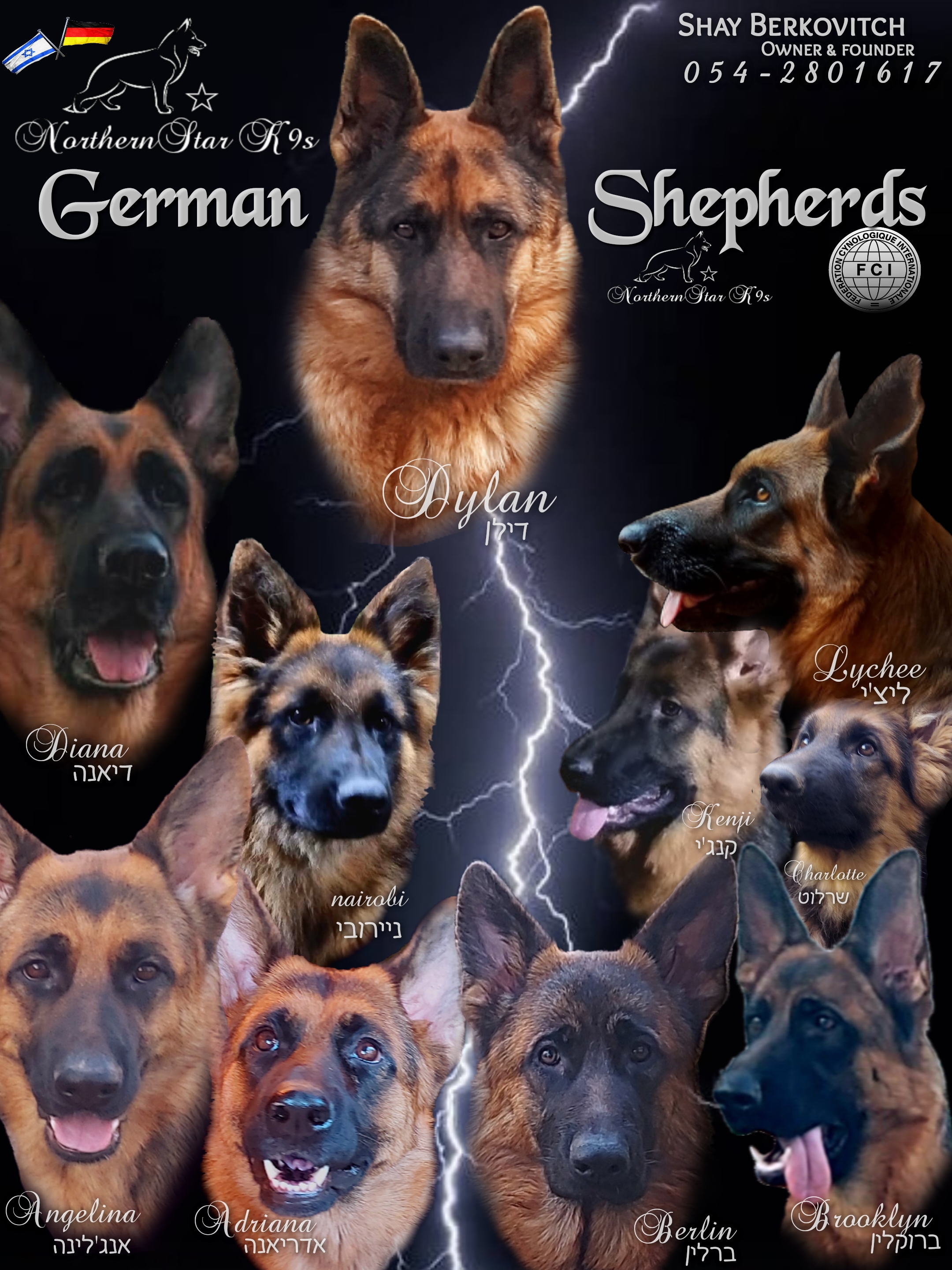 תמונה 5 ,כלבים רועה גרמני   רועה גרמני למכירה בנהריה