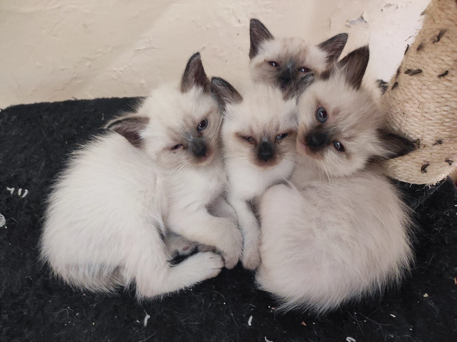 תמונה 1 ,חתולים סיאמי   סיאמי למכירה ברמת גן