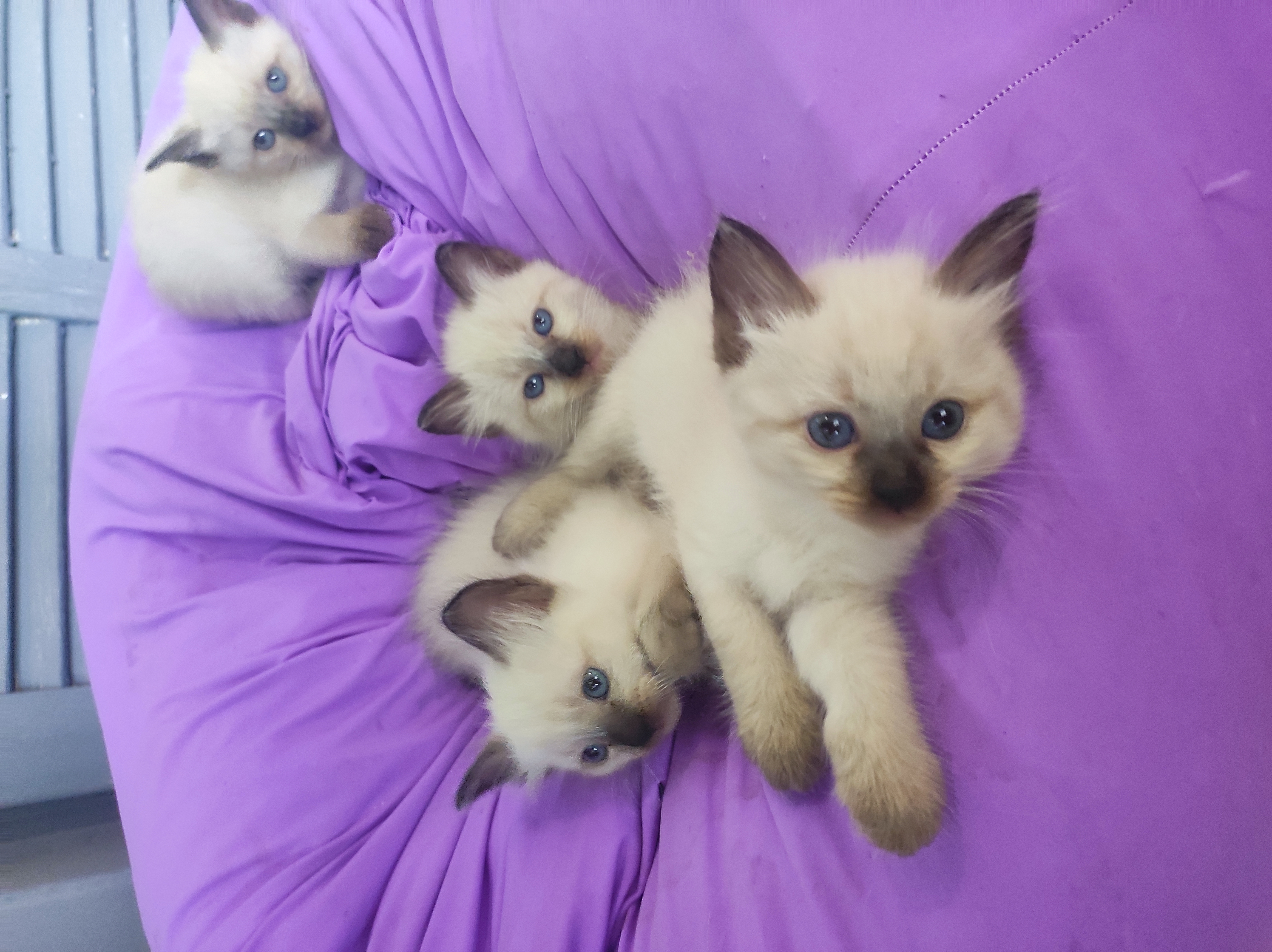 תמונה 4 ,חתולים סיאמי   סיאמי למכירה ברמת גן
