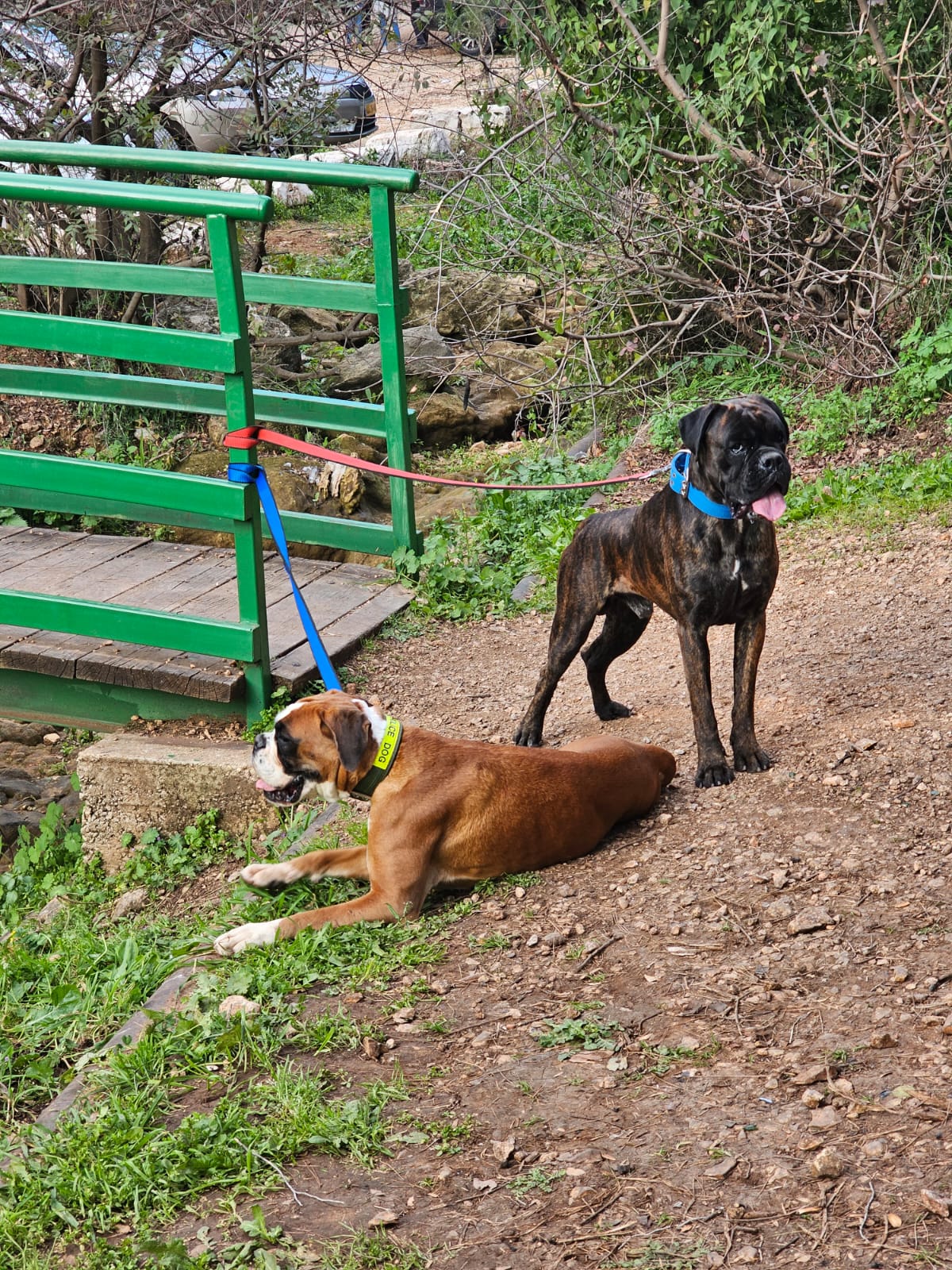 תמונה 3 ,כלבים בוקסר   גורי בוקסר למכירה במגאר