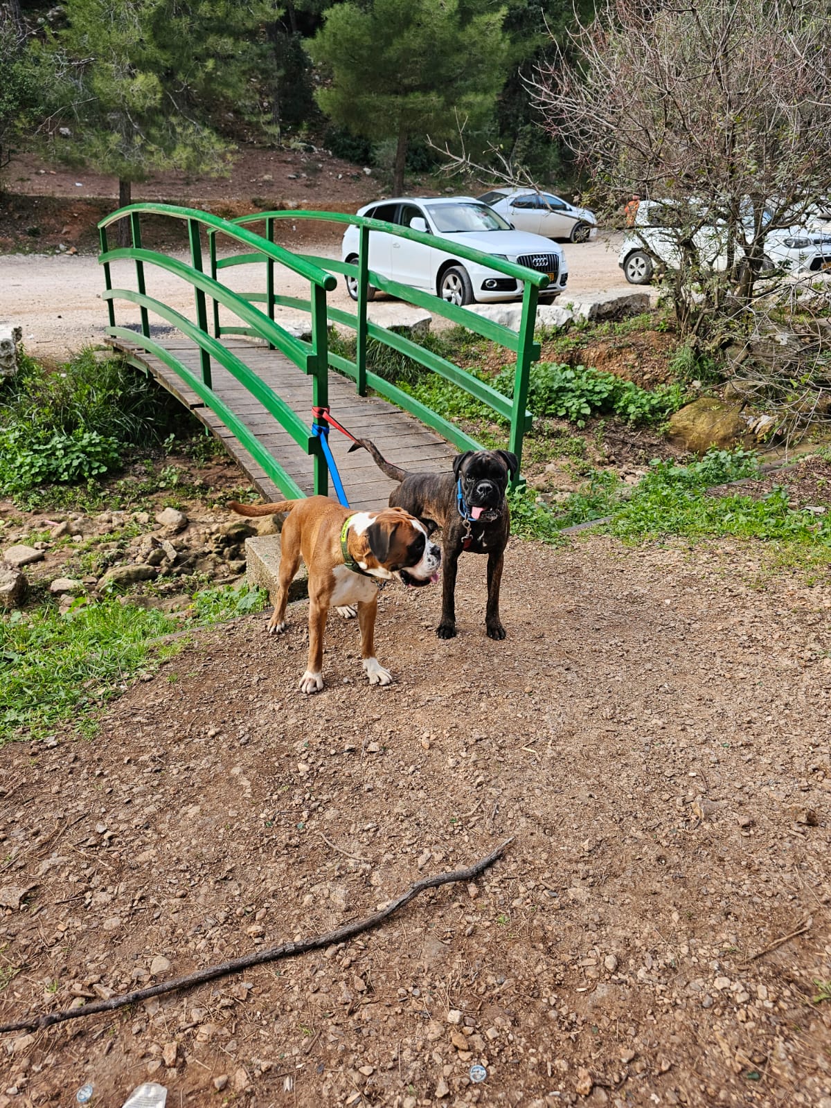 תמונה 4 ,כלבים בוקסר   גורי בוקסר למכירה במגאר