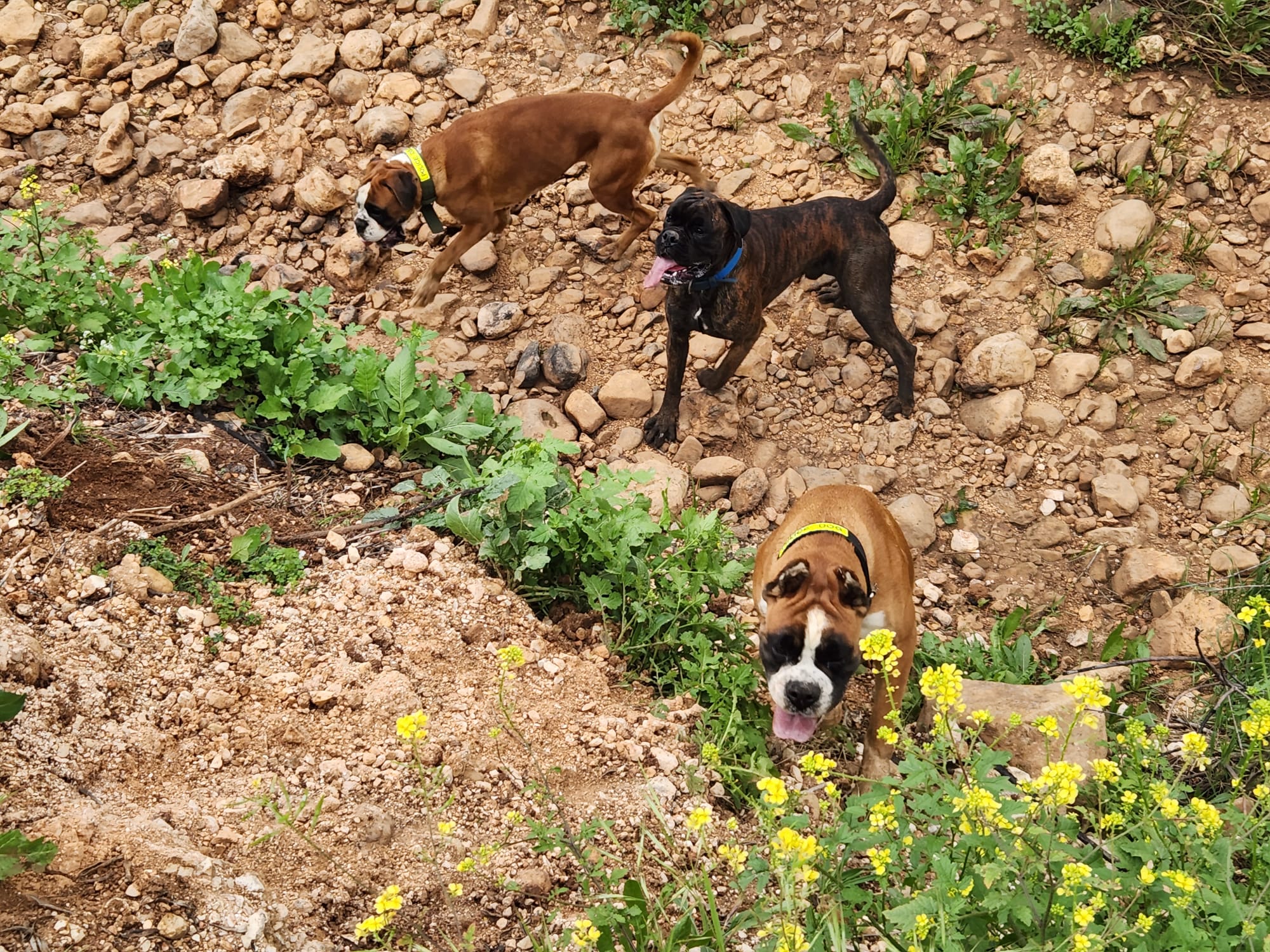 תמונה 5 ,כלבים בוקסר   גורי בוקסר למכירה במגאר
