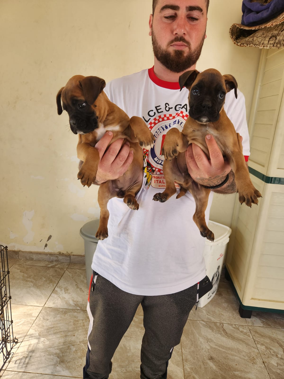 תמונה 8 ,כלבים בוקסר   גורי בוקסר למכירה במגאר