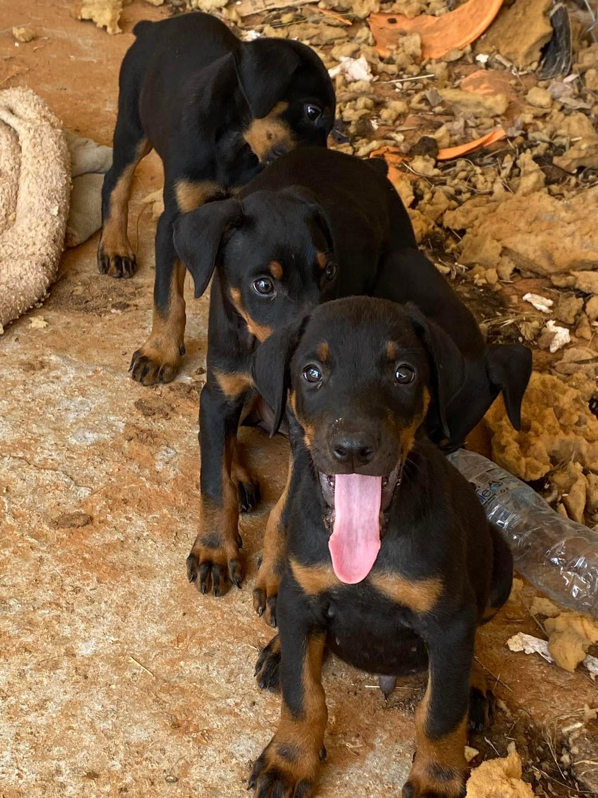 תמונה 4 ,כלבים דוברמן   גורי דוברמן למכירה במגאר