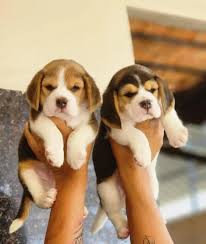 beagle 
