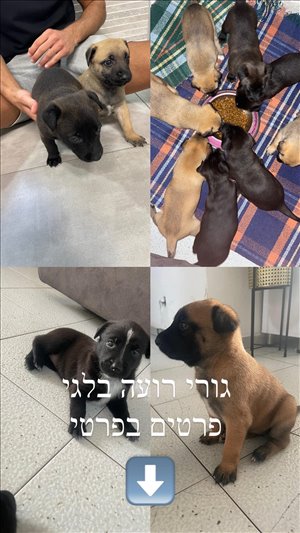 כלבים רועה בלגי חיפה והקריות 