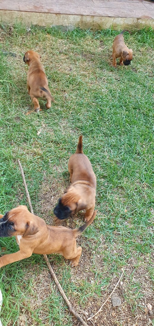 תמונה 1 ,כלבים בוקסר   גורי בוקסר למכירה בבית הלל
