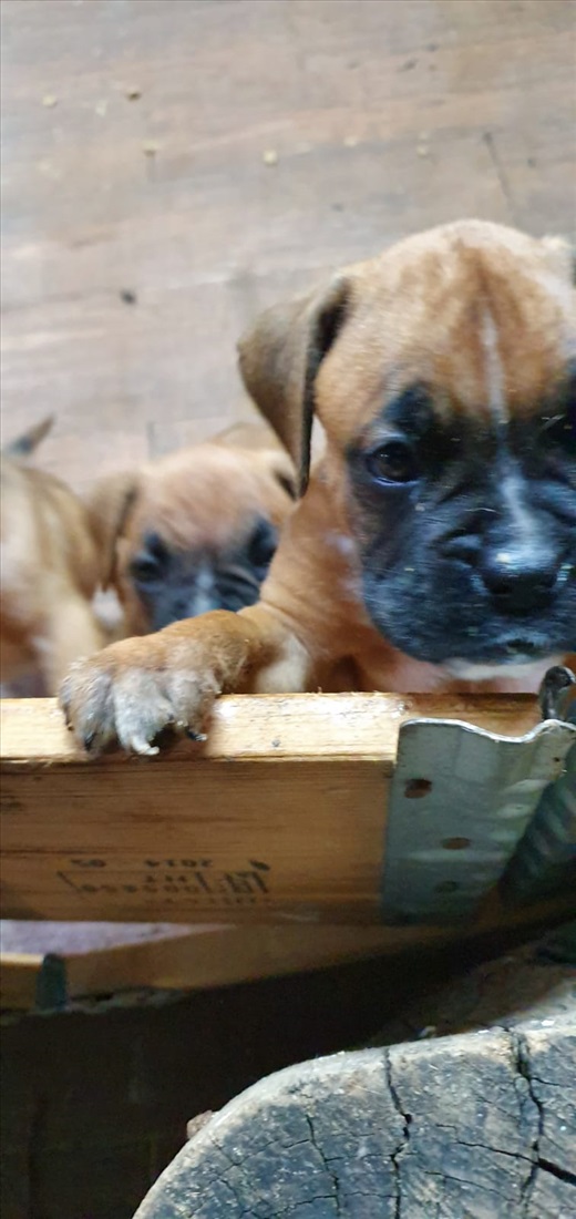 תמונה 4 ,כלבים בוקסר   גורי בוקסר למכירה בבית הלל