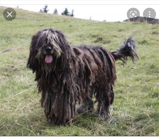 תמונה 6 ,כלבים אחר   רועה איטלקי - ברגמסקו - ‏pasto למכירה בחדרה