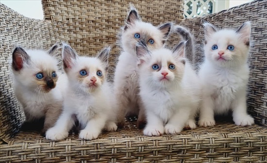 תמונה 5 ,חתולים רגדול   פאדי למכירה בבאקה-ג'ת
