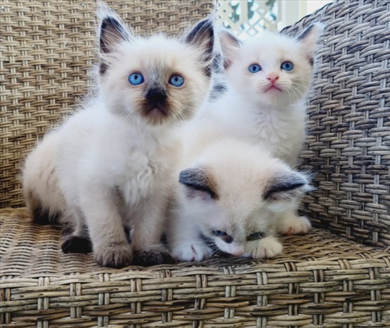 תמונה 6 ,חתולים רגדול   פאדי למכירה בבאקה-ג'ת
