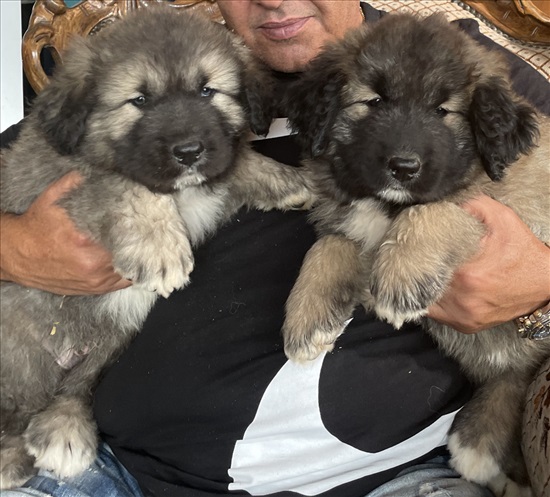 תמונה 3 ,כלבים רועה קאווקזי   קווקזי למכירה במעלה אדומים