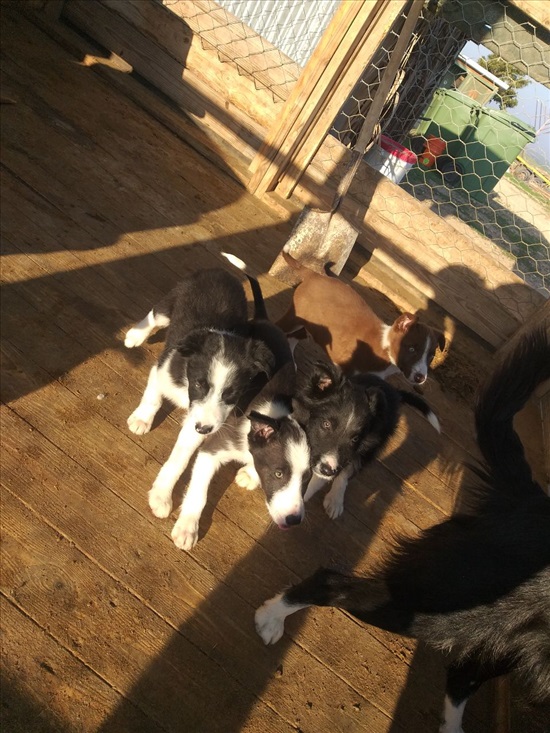 תמונה 2 ,כלבים בורדר קולי   גורי בורדר קולי למכירה בדבירה