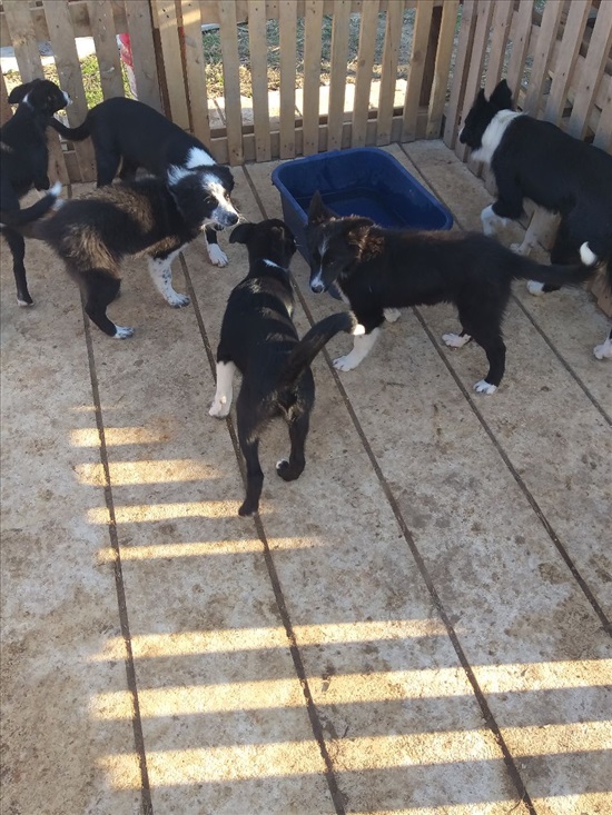 תמונה 3 ,כלבים בורדר קולי   גורי בורדר קולי למכירה בדבירה