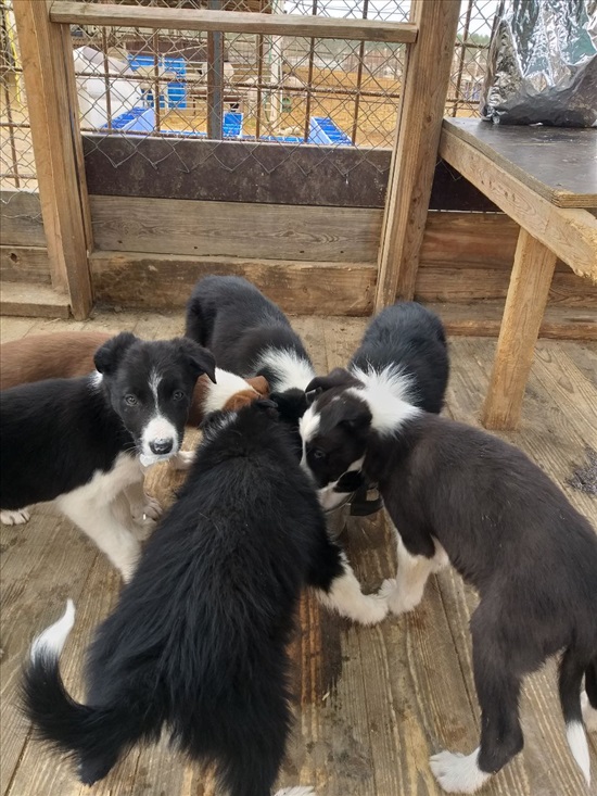 תמונה 1 ,כלבים בורדר קולי   גורי בורדר קולי למכירה בדבירה