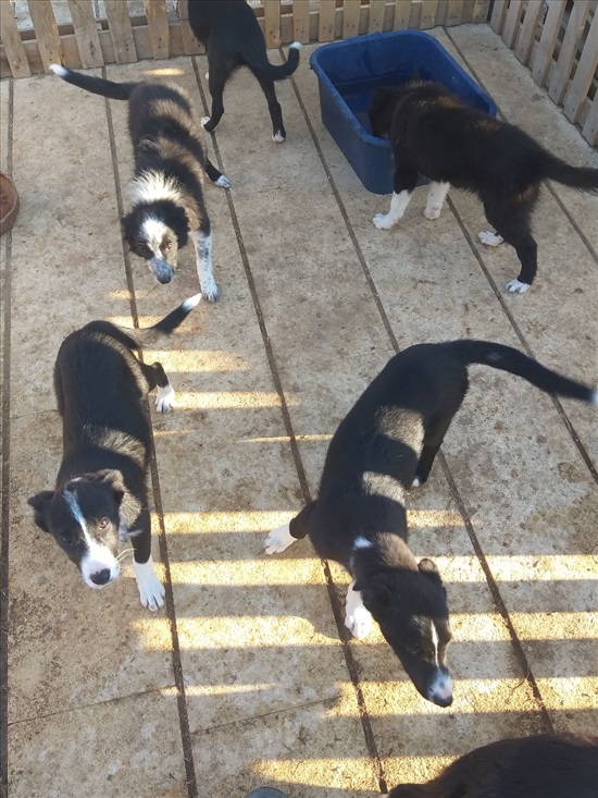 תמונה 5 ,כלבים בורדר קולי   גורי בורדר קולי למכירה בדבירה