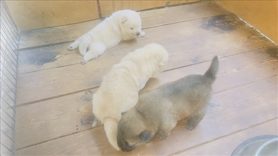 תמונה 1 ,כלבים צ`או צ`או   גור למכירה במגאר
