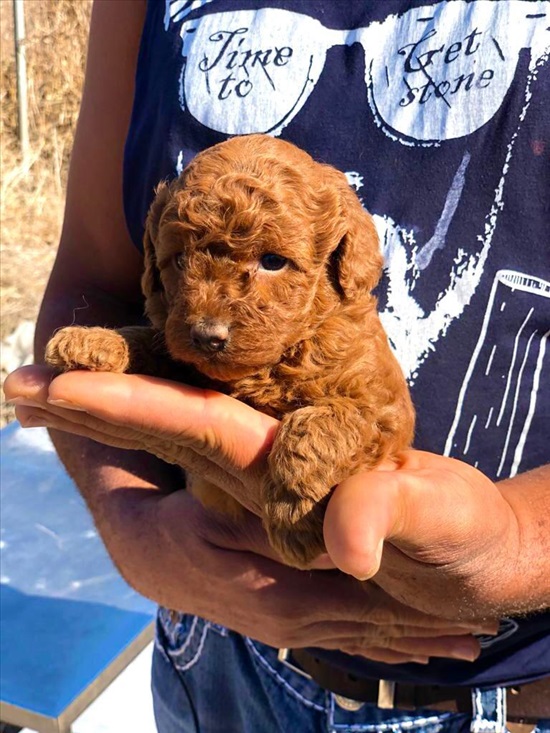 תמונה 3 ,כלבים פודל   פודל טוי  למכירה בכפר סבא