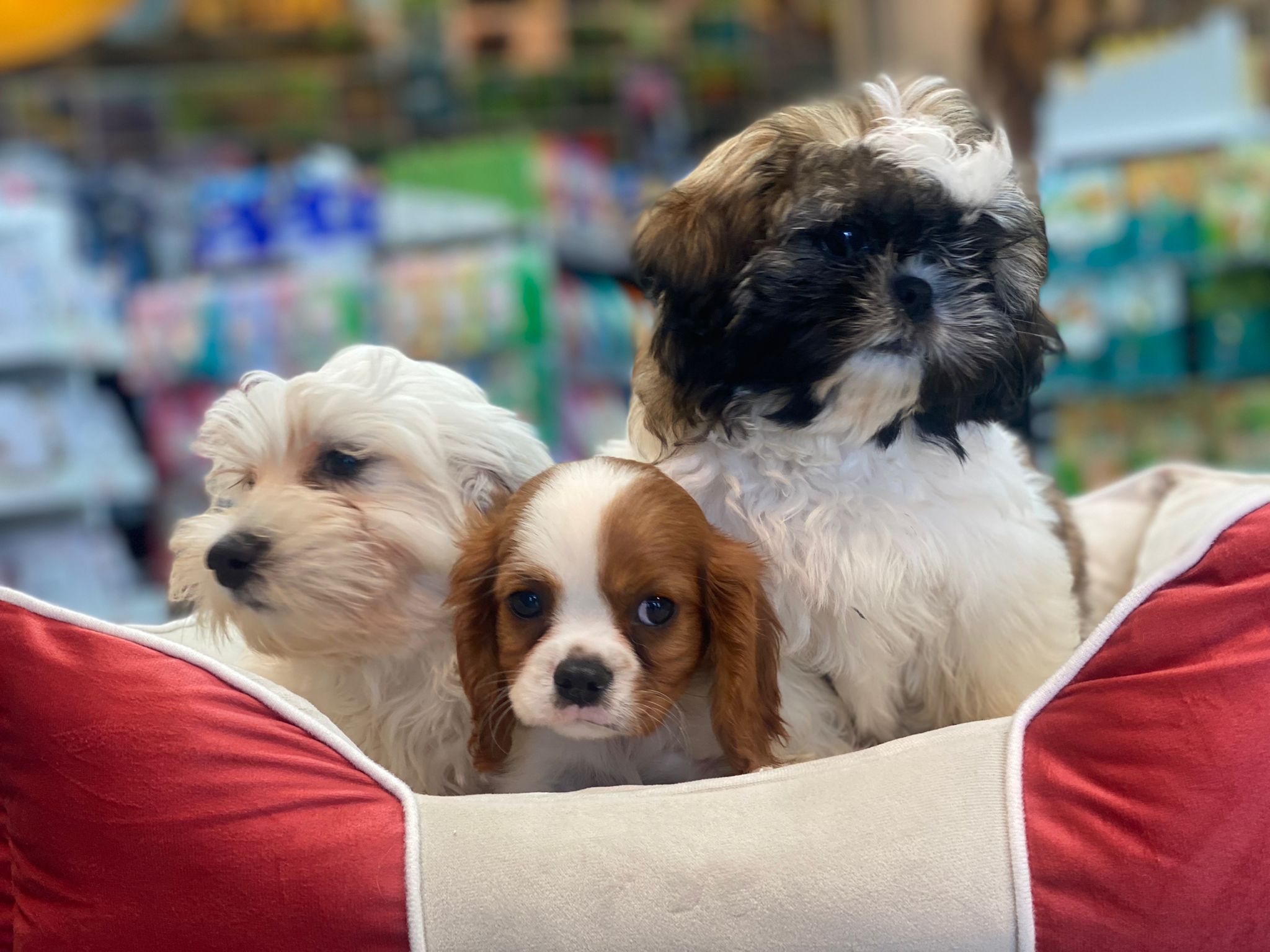 תמונה 2 ,כלבים קבליר קינג צארלס ספנייל   גורי קבליר למכירה בקריות