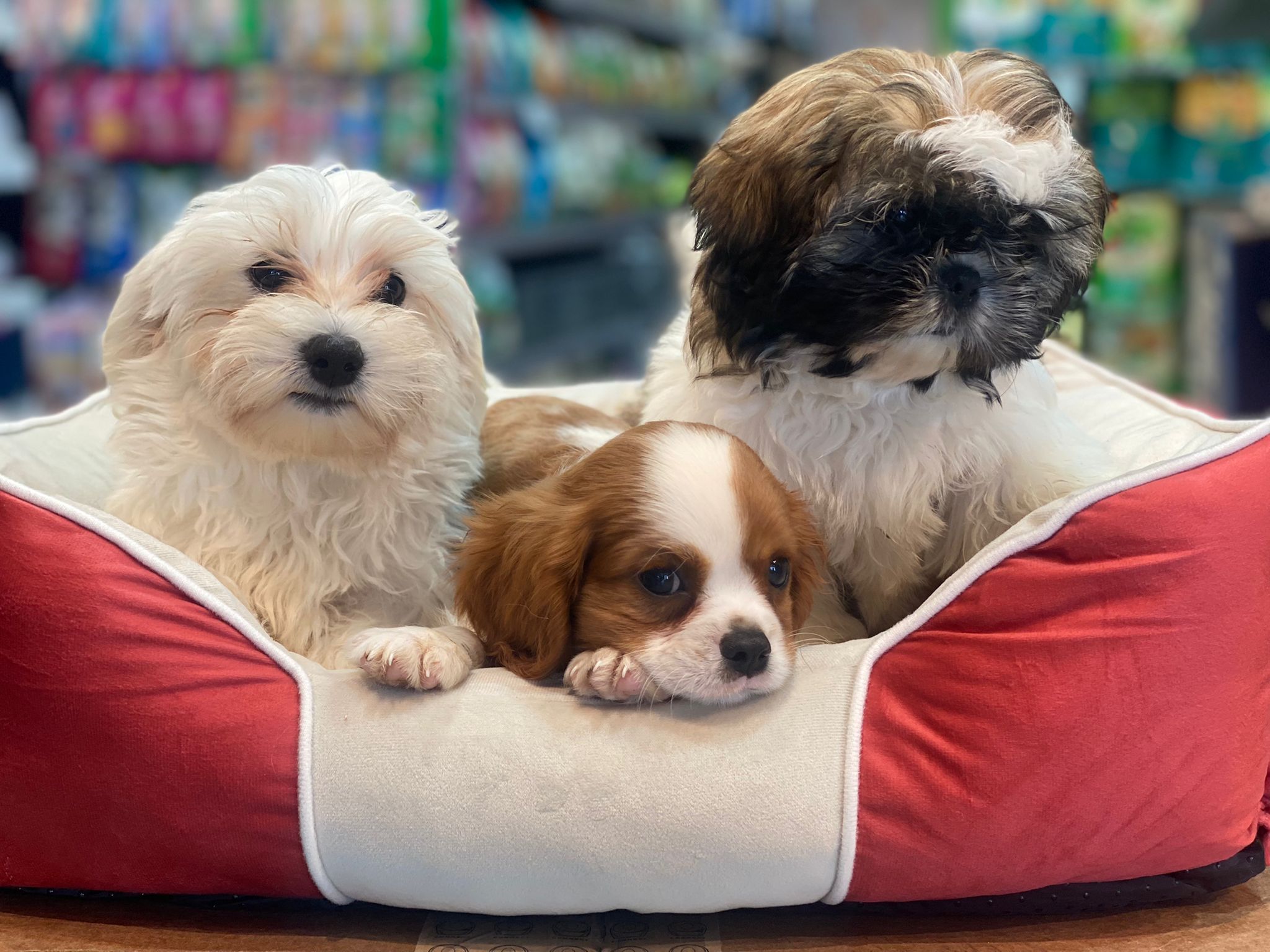 תמונה 3 ,כלבים קבליר קינג צארלס ספנייל   גורי קבליר למכירה בקריות