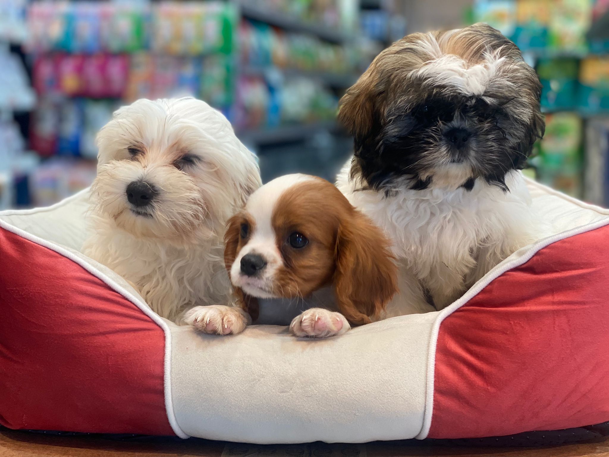 תמונה 4 ,כלבים קבליר קינג צארלס ספנייל   גורי קבליר למכירה בקריות