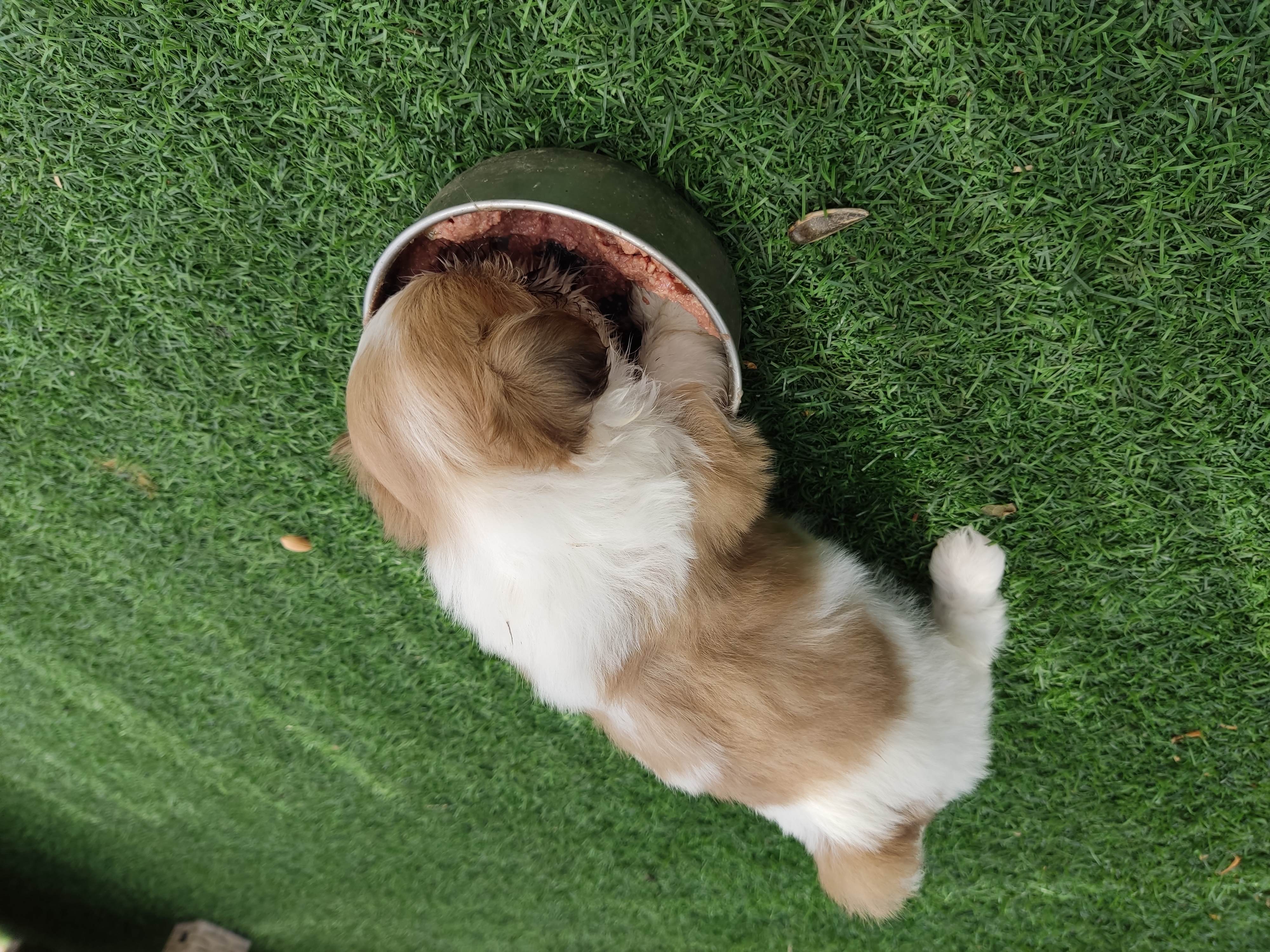 תמונה 1 ,כלבים שי צו   טיטי למכירה בירכא