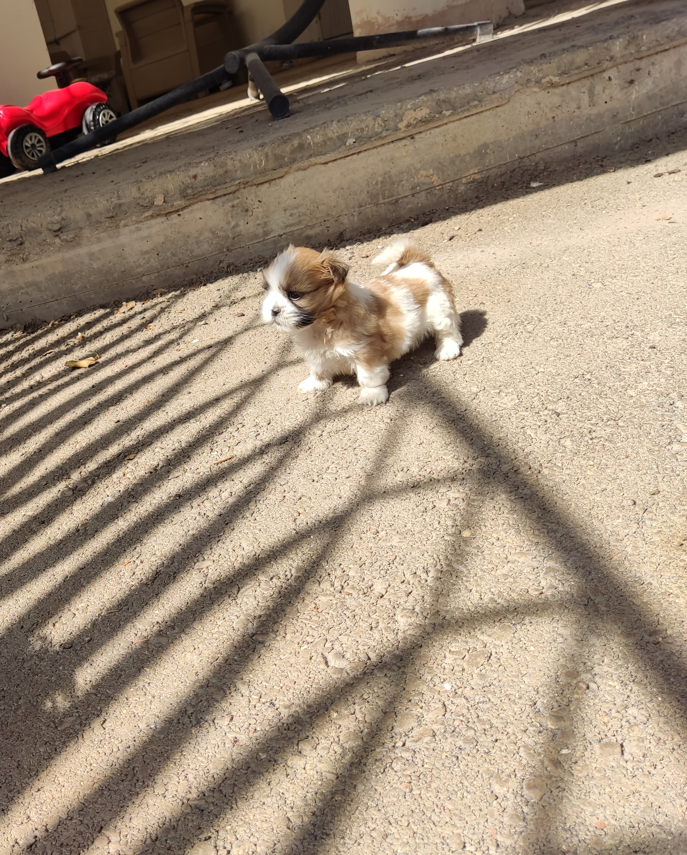 תמונה 6 ,כלבים שי צו   טיטי למכירה בירכא