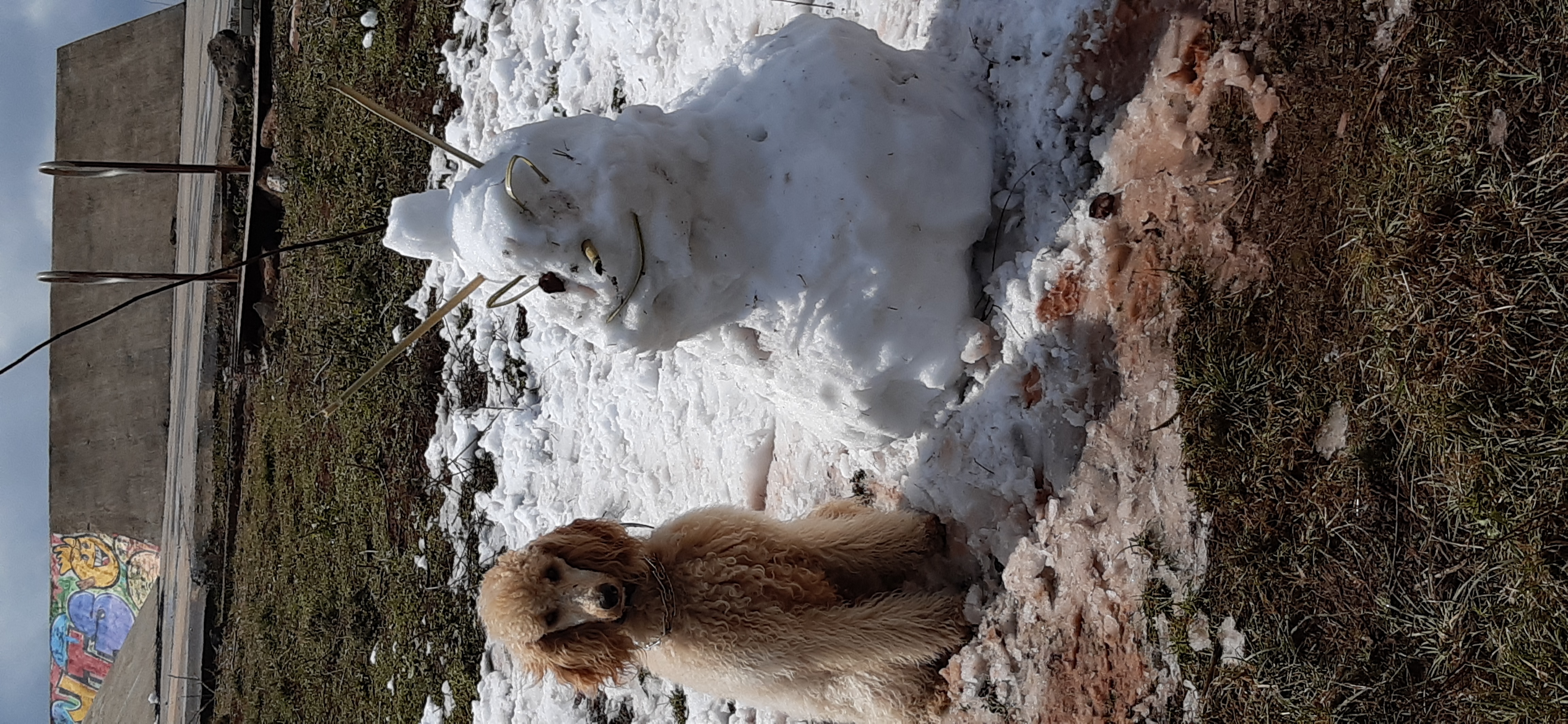 תמונה 1 ,כלבים פודל   אמיגו לשידוך בגן נר
