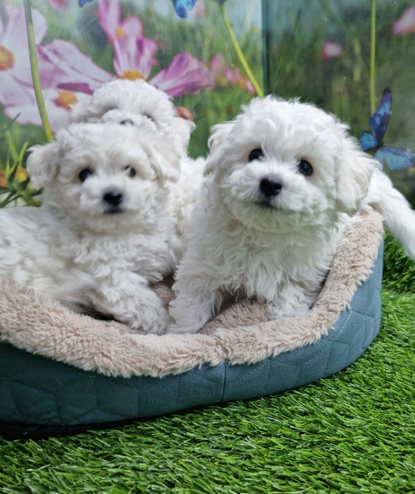 תמונה 1 ,כלבים בישון פריזה   בישון פריזה למכירה בראשון לציון  והסביבה